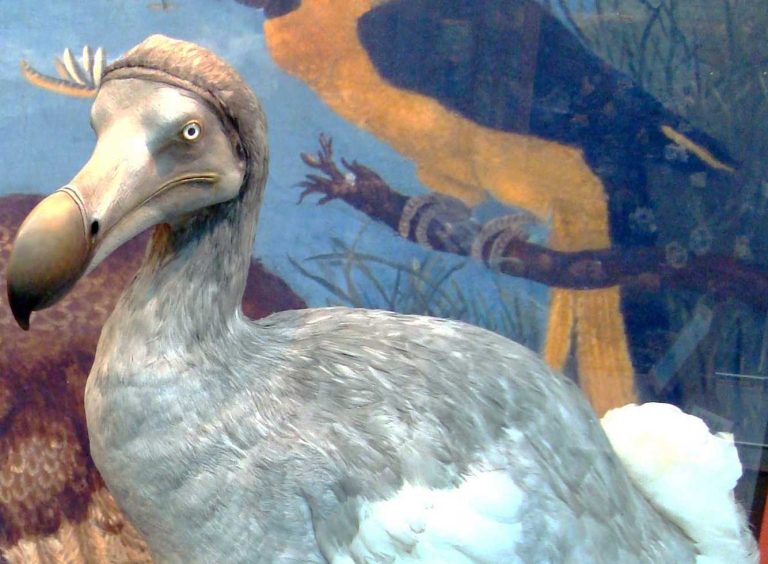 The Male Dodo: Are Men Necessary? (Eril Dodo: Erkekler Gerekli midir?)